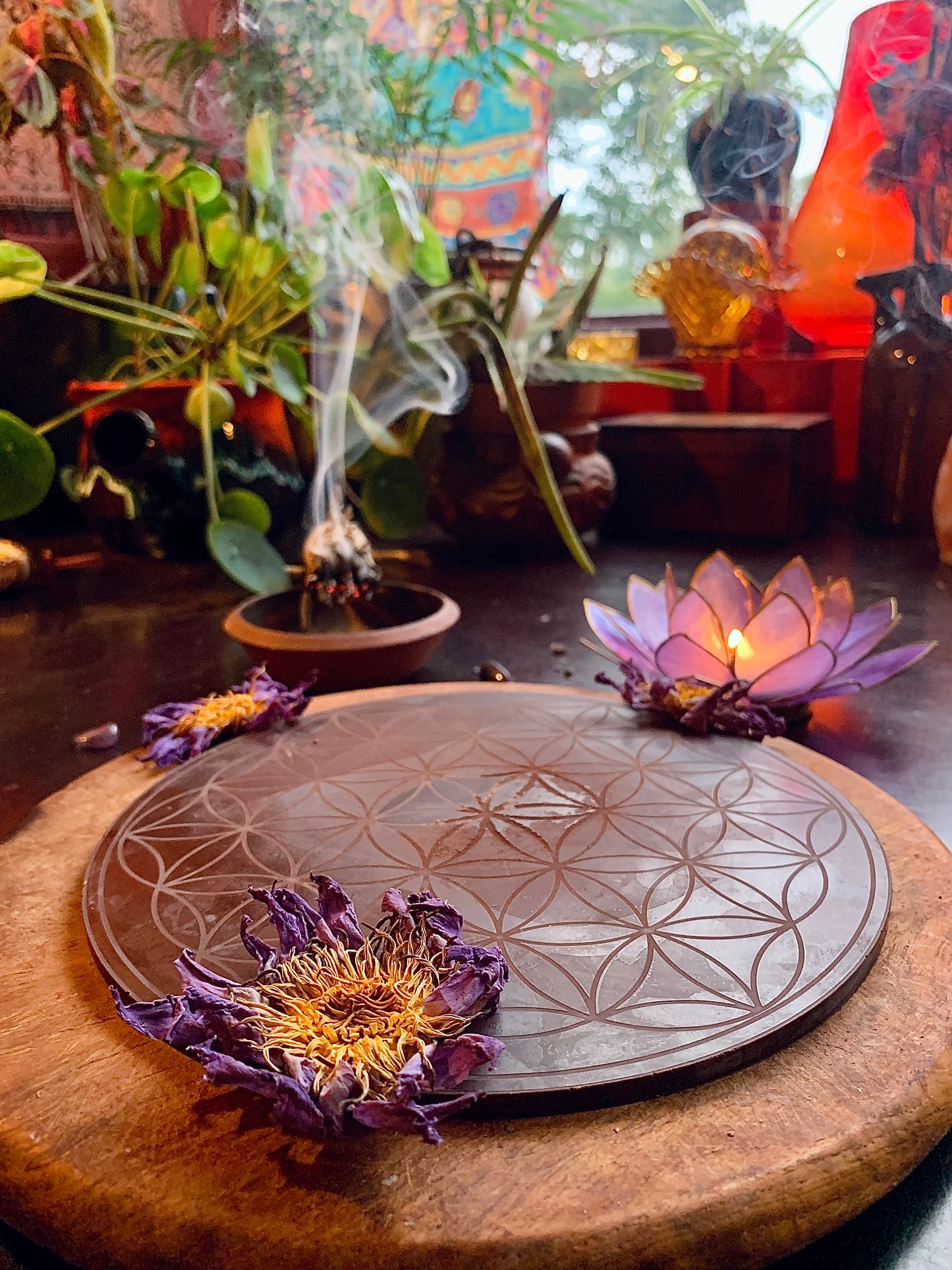 Cacao Dreams - Ceremonial Cacao with Blue Lotus & Medicinal Mushroom Mix